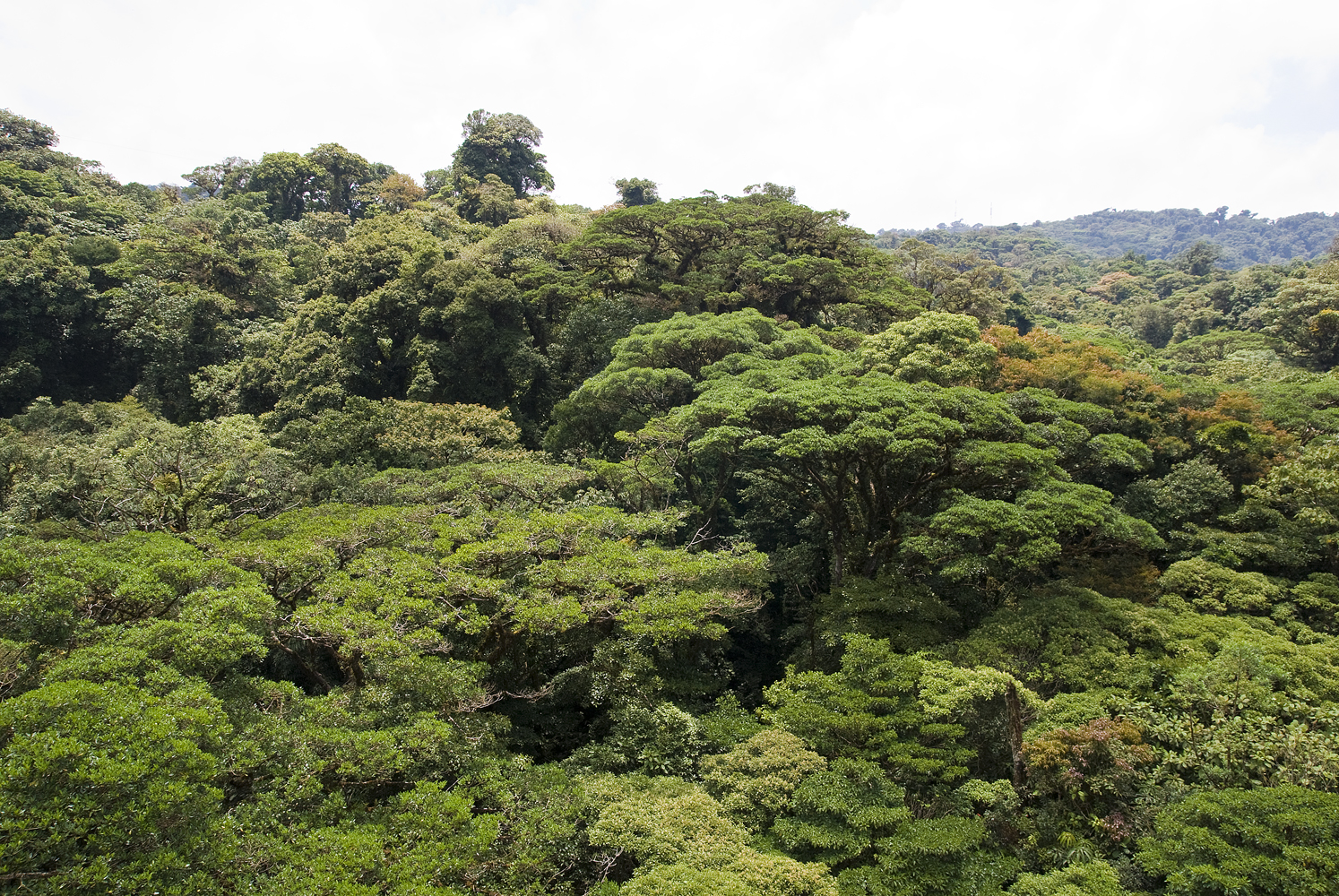 Monteverde8.jpg